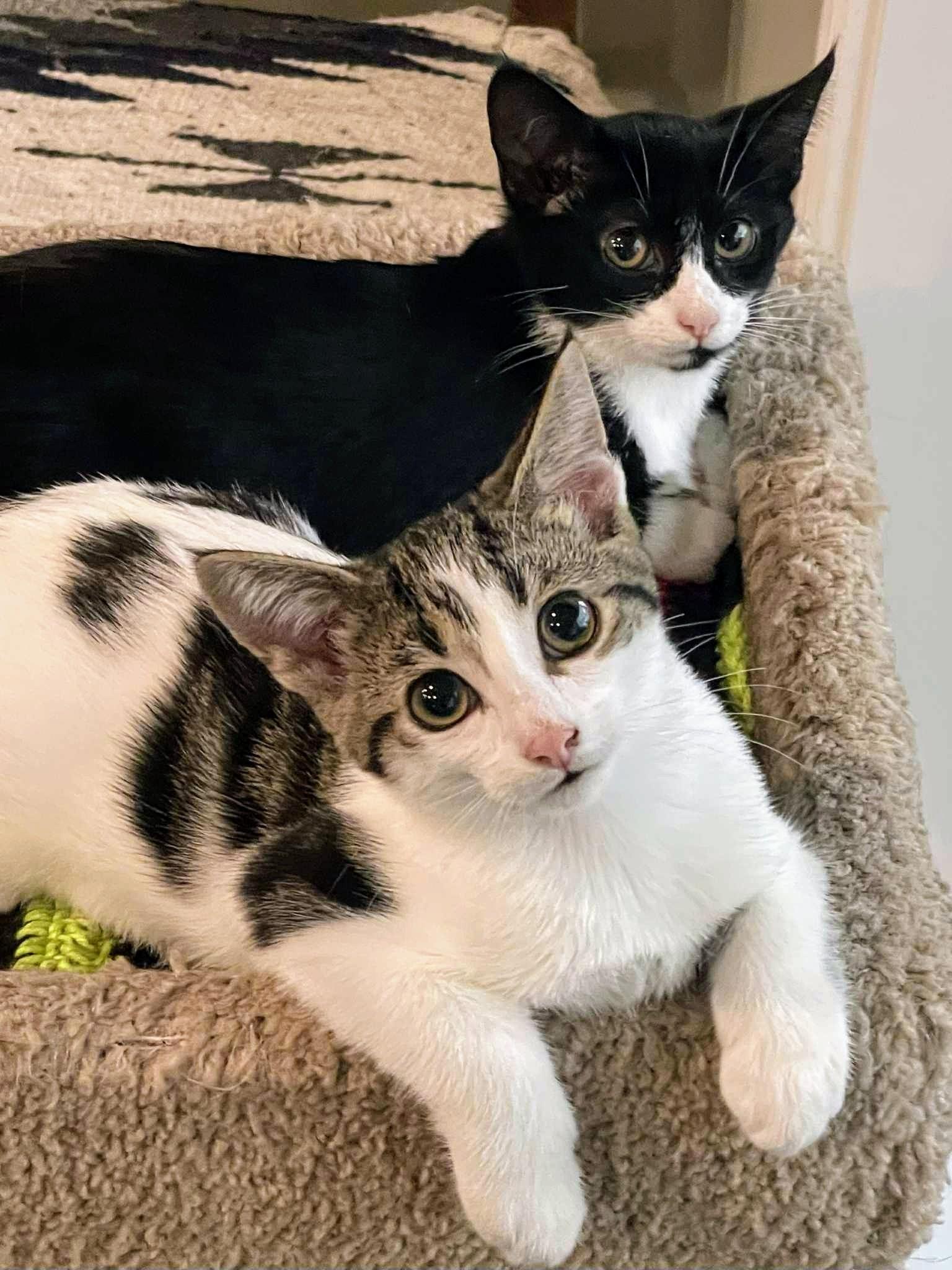 Marbles, an adoptable Domestic Short Hair in Winnipeg, MB, R2L 0L6 | Photo Image 3