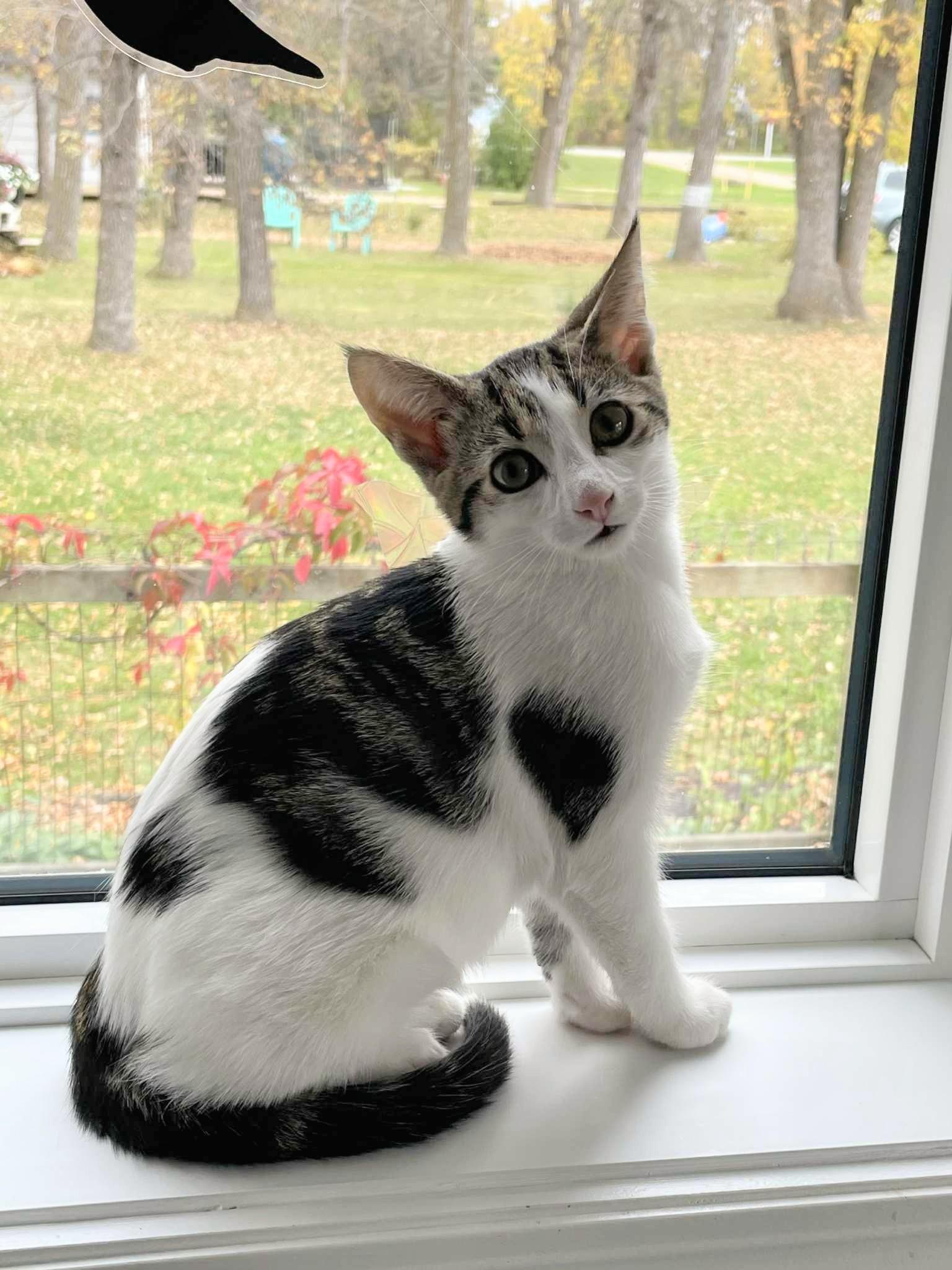 Enlarge Marbles, a Adoptable Domestic Short Hair in Winnipeg, MB image 2/5