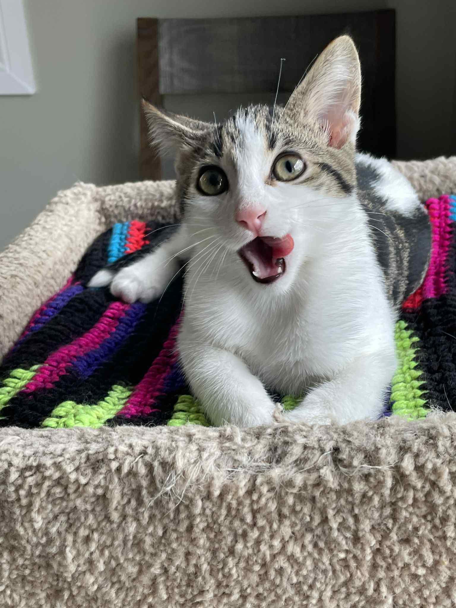 Enlarge Marbles, a Adoptable Domestic Short Hair in Winnipeg, MB image 4/5