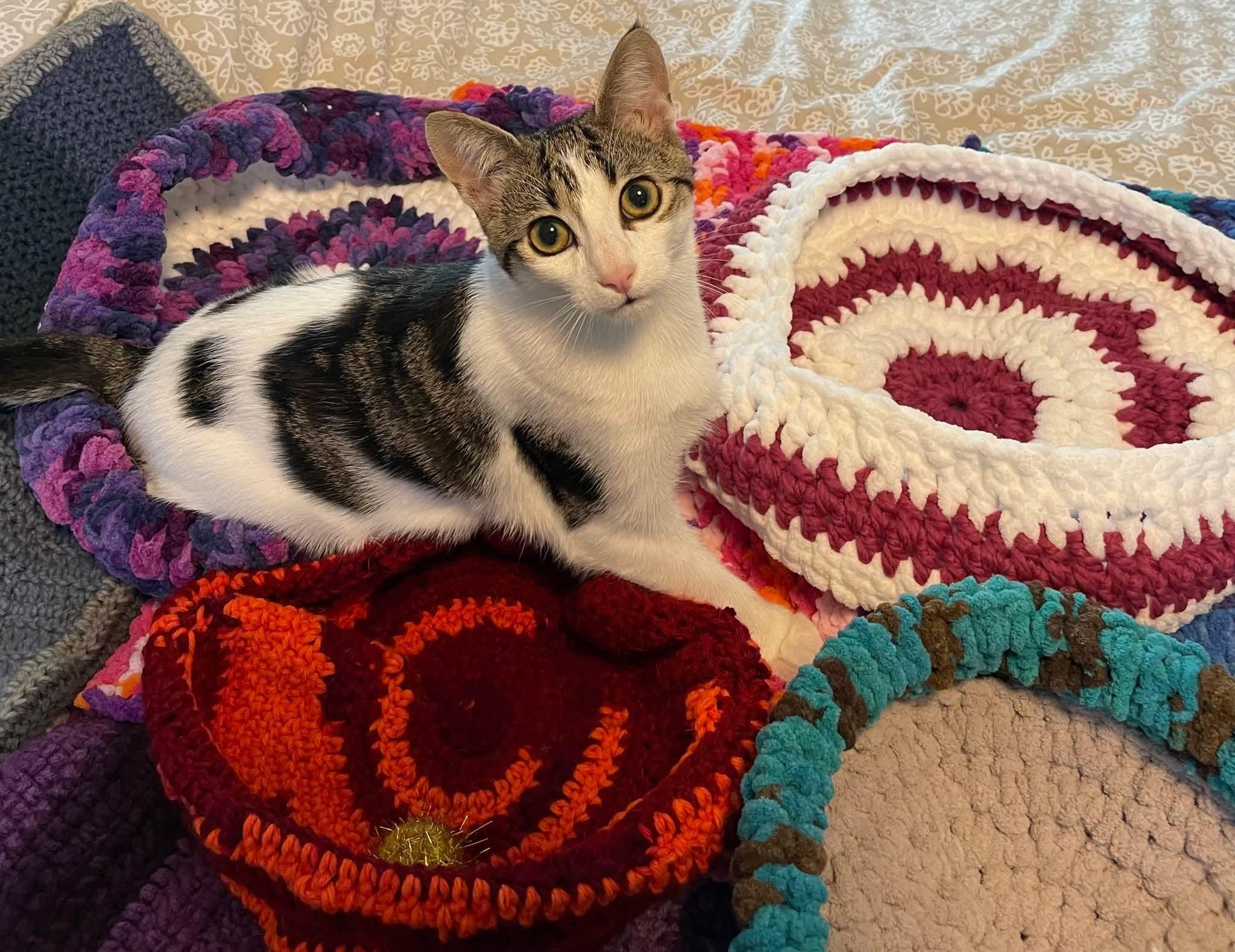 Enlarge Marbles, a Adoptable Domestic Short Hair in Winnipeg, MB image 1/5