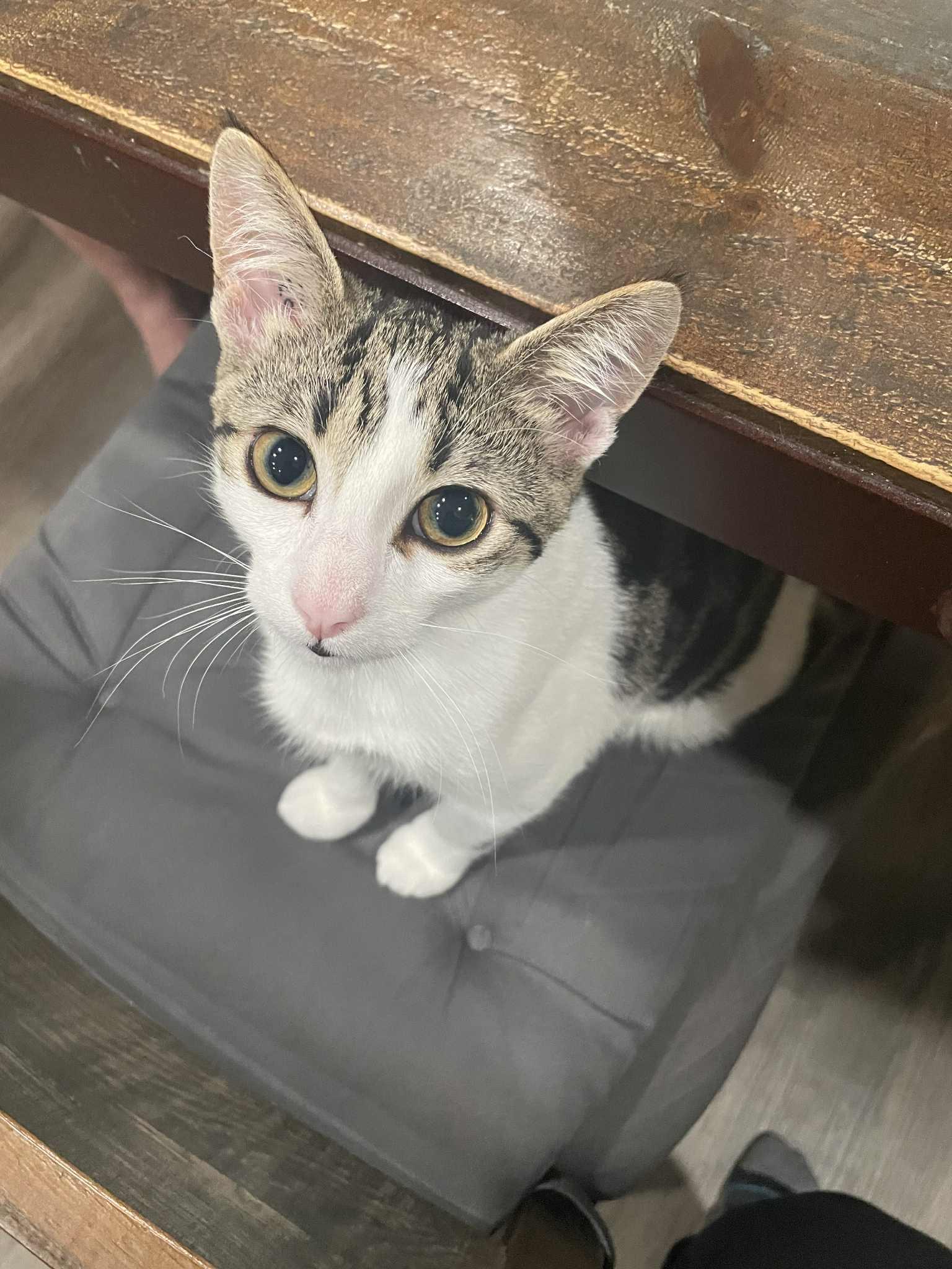 Enlarge Marbles, a Adoptable Domestic Short Hair in Winnipeg, MB image 3/5