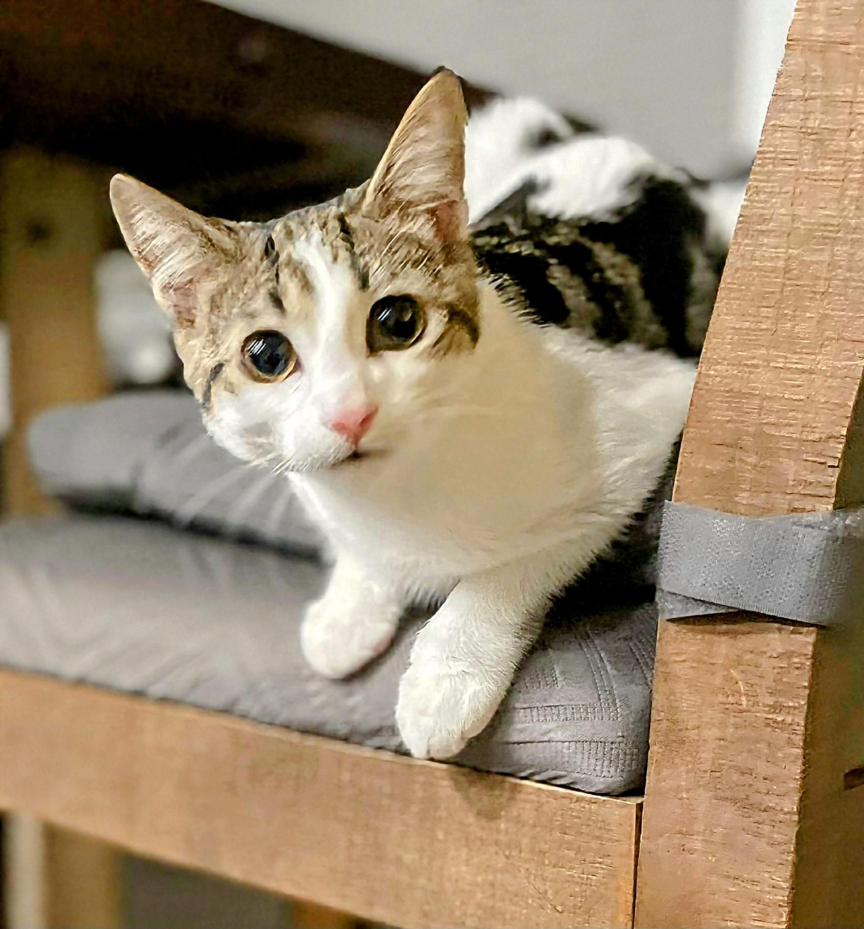 Enlarge Marbles, a Adoptable Domestic Short Hair in Winnipeg, MB image 1/5