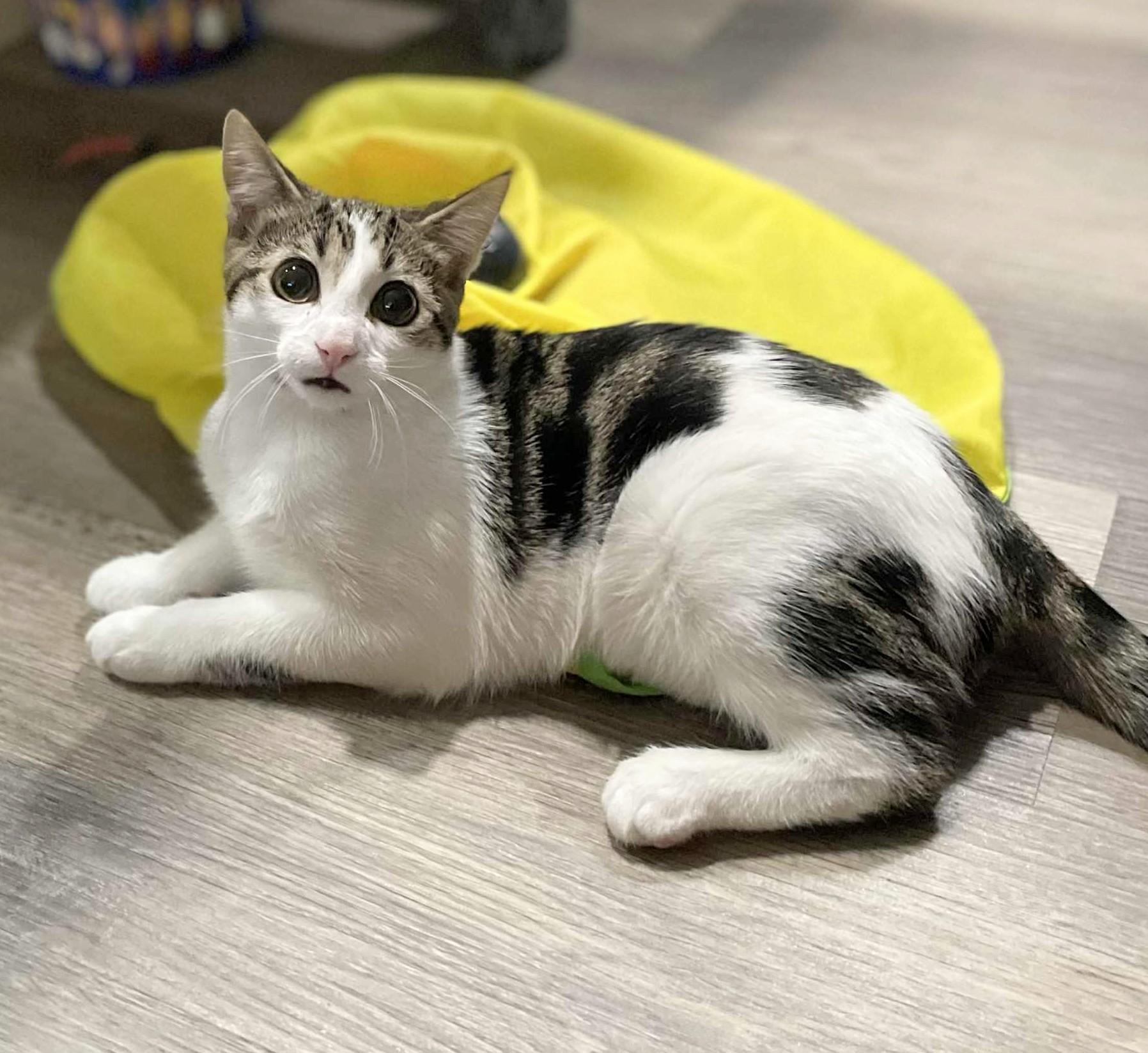 Marbles, an adoptable Domestic Short Hair in Winnipeg, MB, R2L 0L6 | Photo Image 5