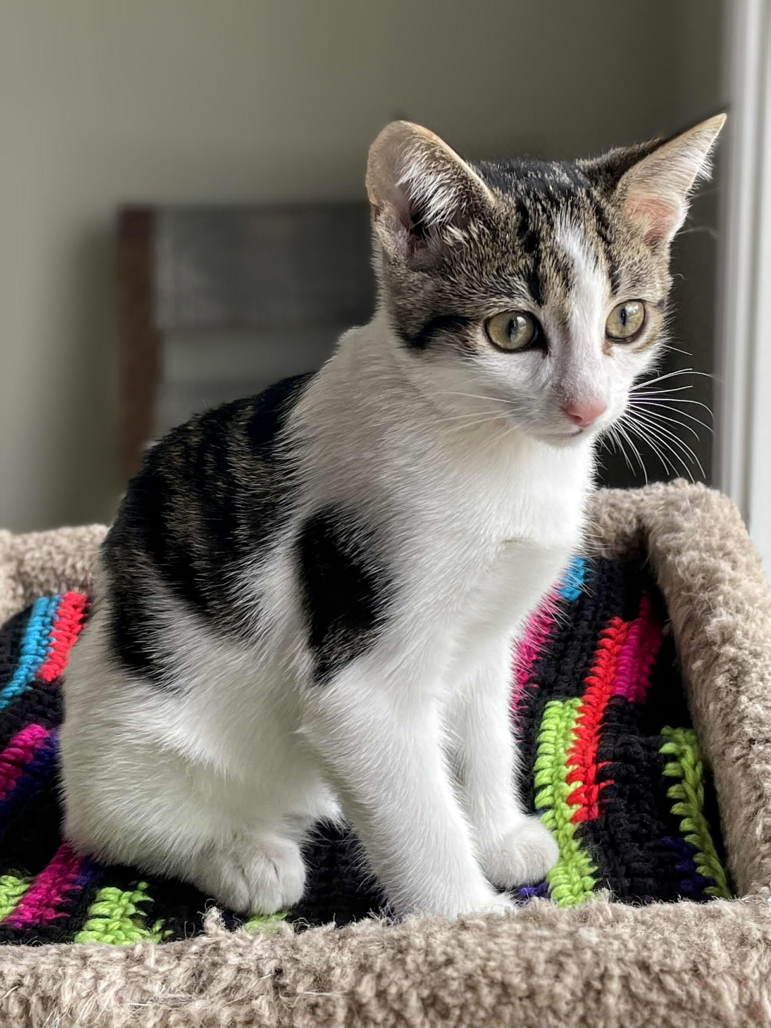 Marbles, an adoptable Domestic Short Hair in Winnipeg, MB, R2L 0L6 | Photo Image 2