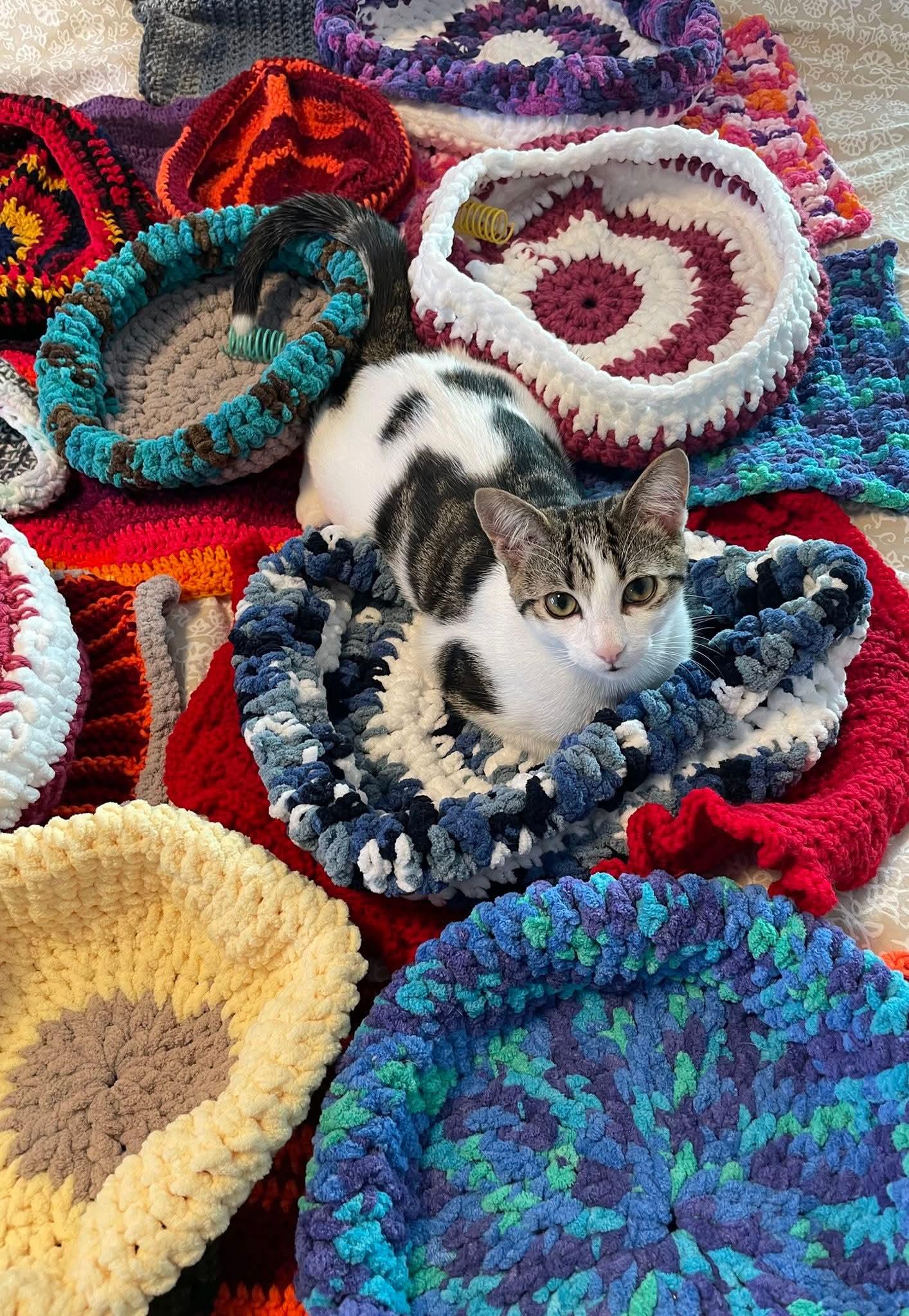 Enlarge Marbles, a Adoptable Domestic Short Hair in Winnipeg, MB image 2/5