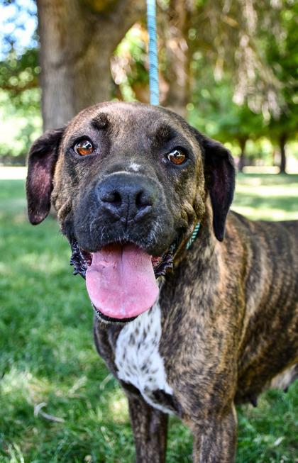 Laverne, Adoptable, Adult Female Boxer & Mastiff.