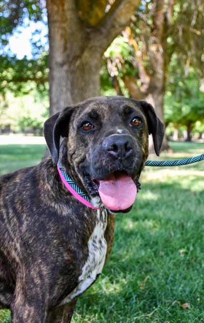 Laverne, a Adoptable mixed breed in Yakima, WA image 2/3