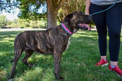 Laverne, a Adoptable mixed breed in Yakima, WA image 3/3