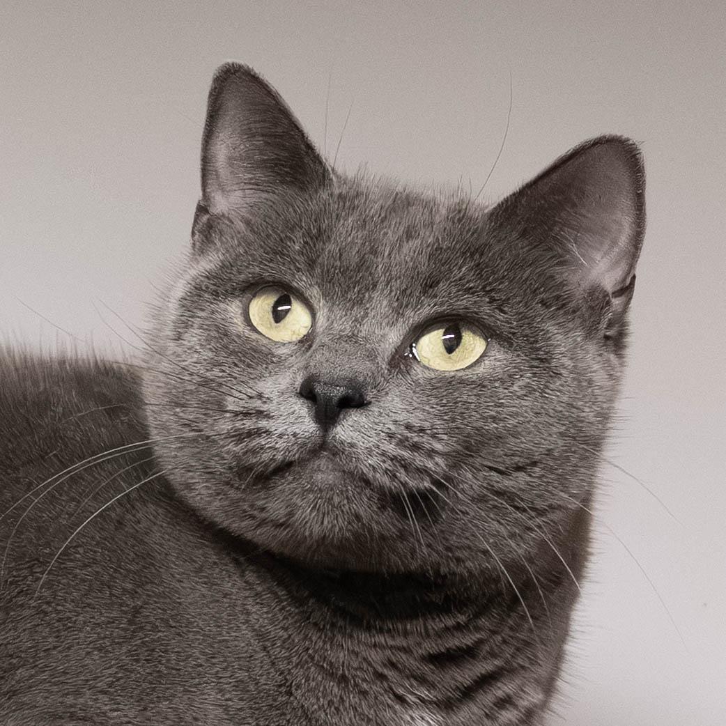 Enlarge Millie, a Adoptable Domestic Short Hair in Briarcliff Manor, NY image 1/3