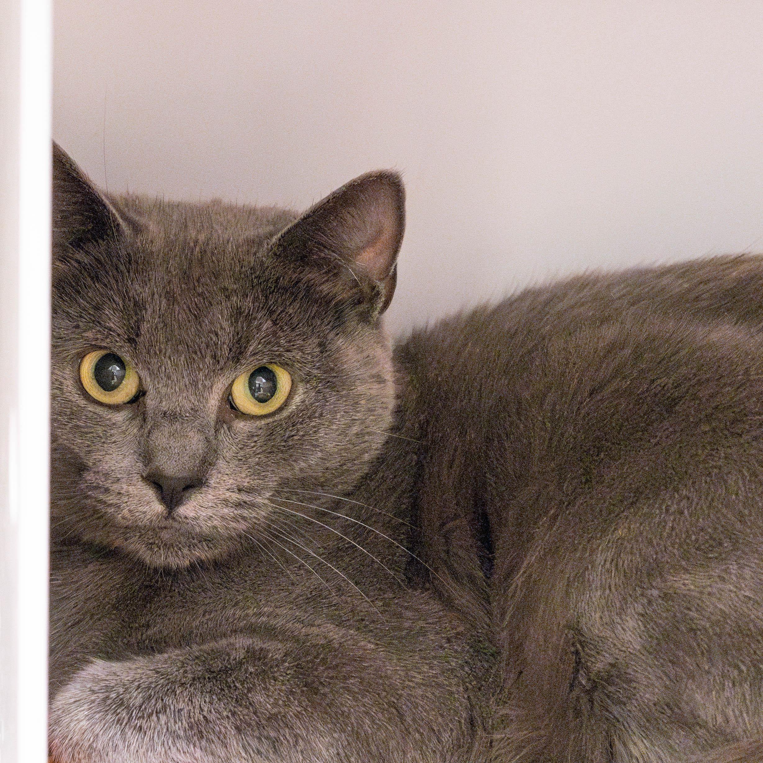 Enlarge Millie, a Adoptable Domestic Short Hair in Briarcliff Manor, NY image 2/3