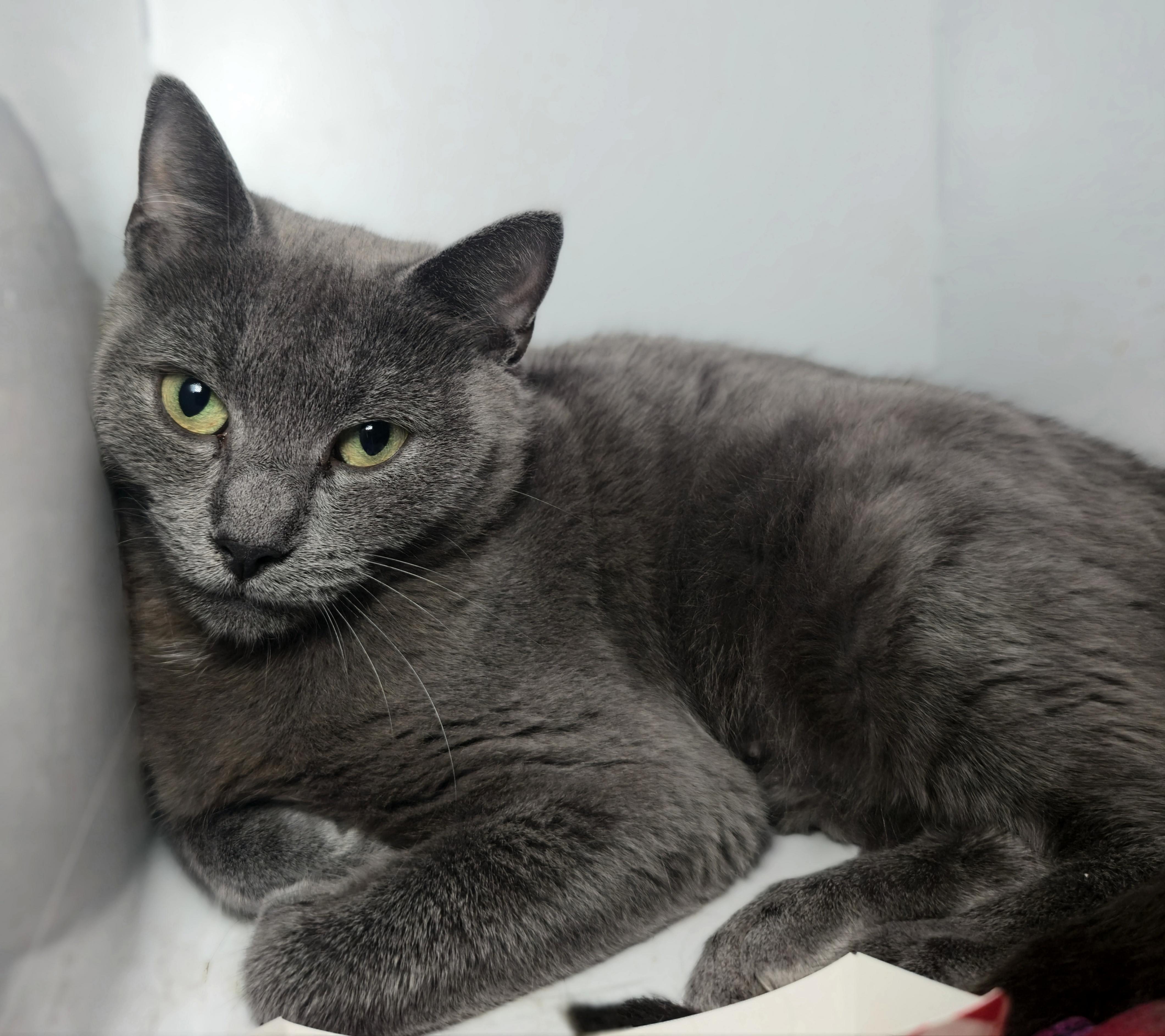 Enlarge Millie, a Adoptable Domestic Short Hair in Briarcliff Manor, NY image 3/3