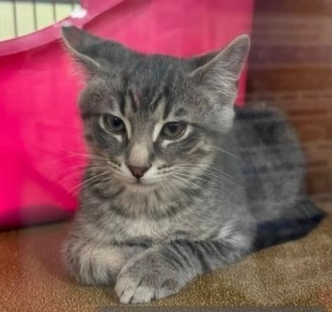 Enlarge Marshall, a ADOPTABLE Domestic Short Hair in Kalamazoo, MI image 1/1