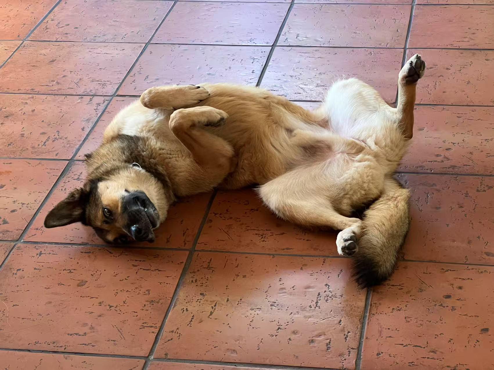 Bowser, a Adoptable German Shepherd Dog in Las Vegas , NV image 4/6