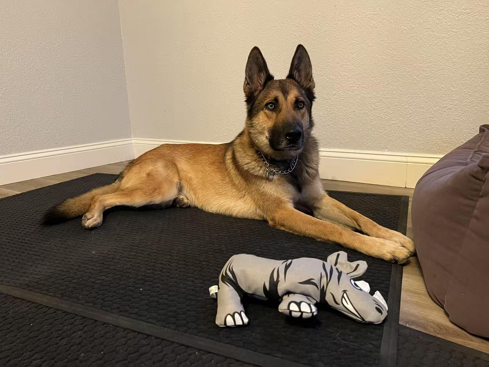 Bowser, a Adoptable German Shepherd Dog in Las Vegas , NV image 5/6