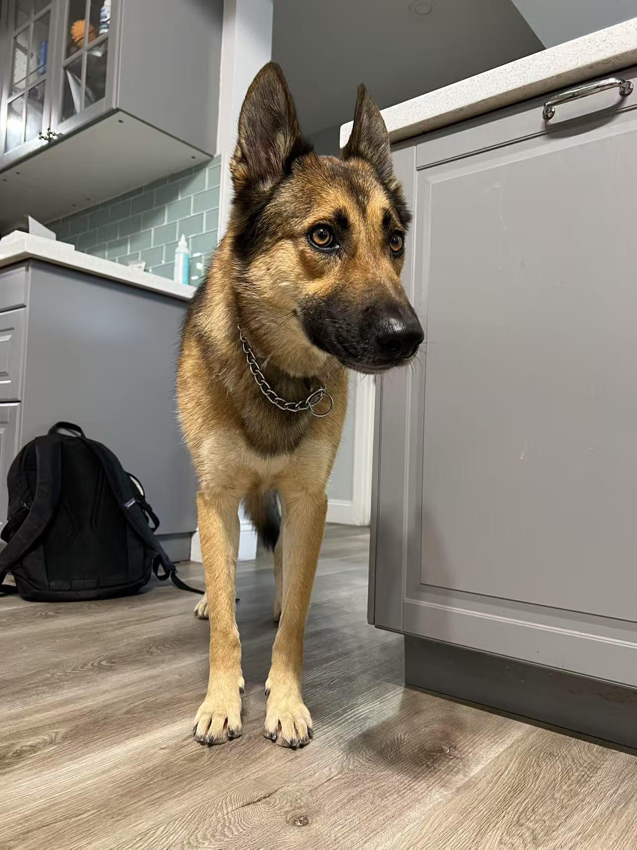 Bowser, a Adoptable German Shepherd Dog in Las Vegas , NV image 6/6