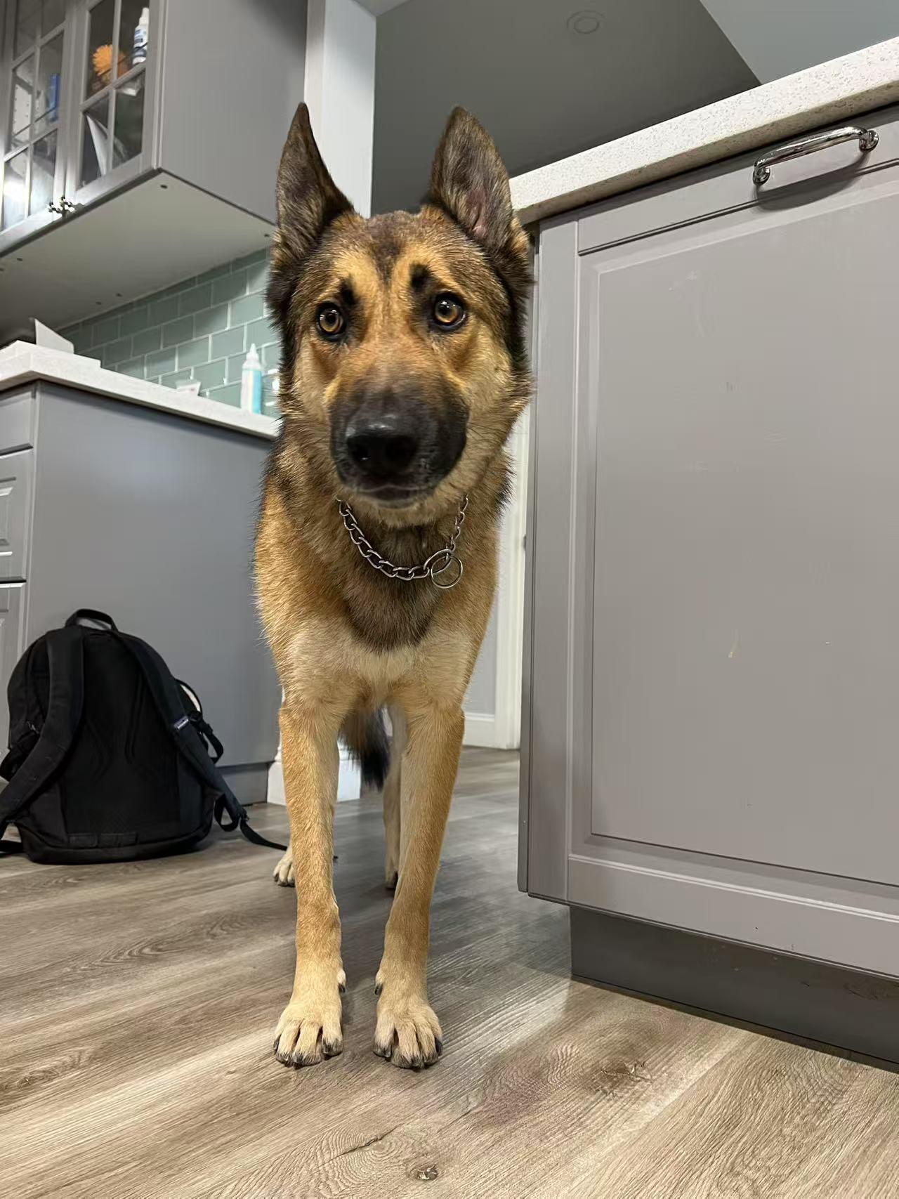Bowser, a Adoptable German Shepherd Dog in Las Vegas , NV image 2/6