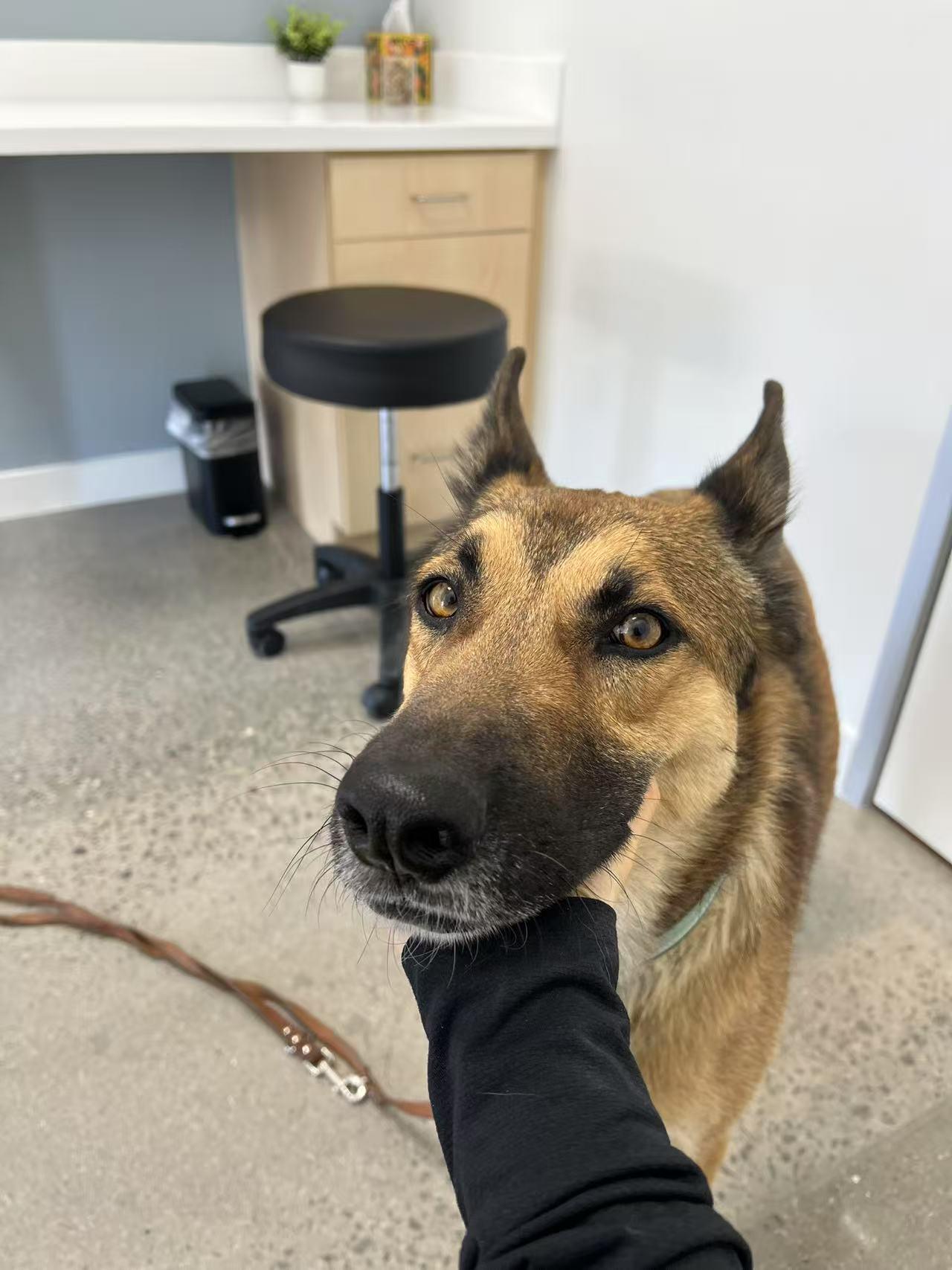 Bowser, a Adoptable German Shepherd Dog in Las Vegas , NV image 3/6
