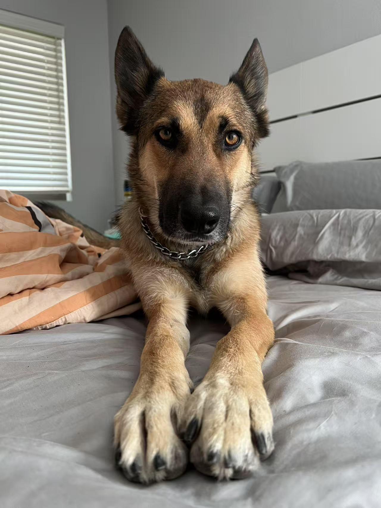 Bowser, Adult Male German Shepherd Dog