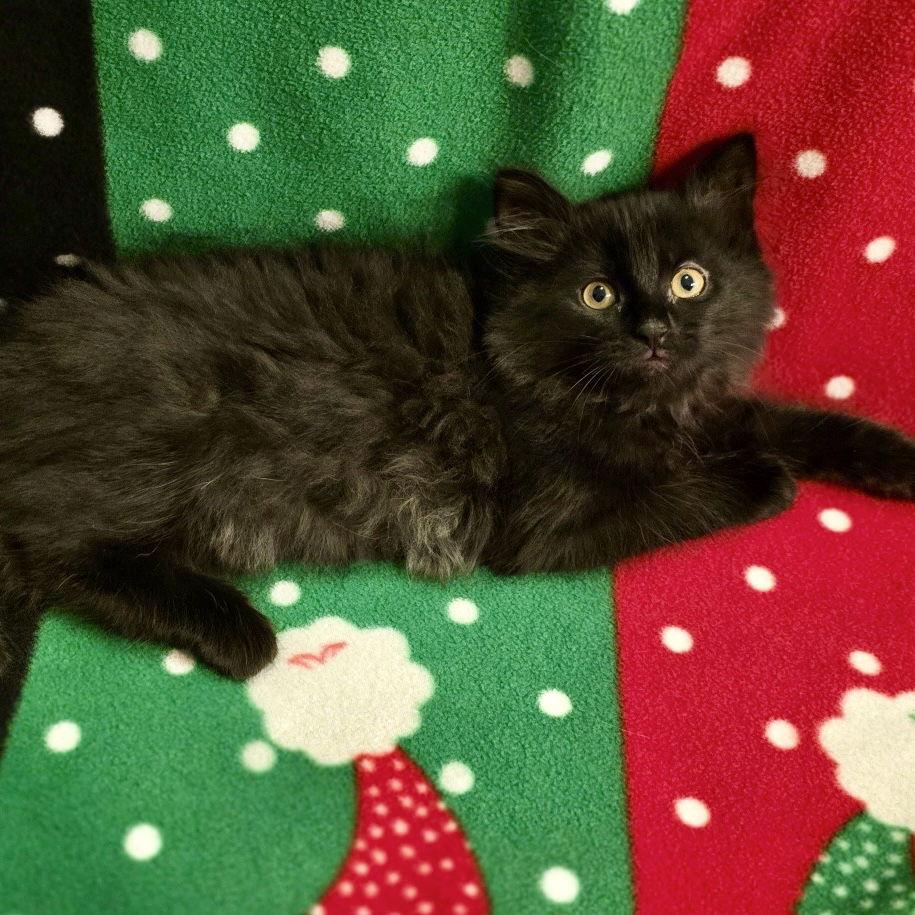 Sussie, Adopted, Kitten Female Domestic Long Hair.