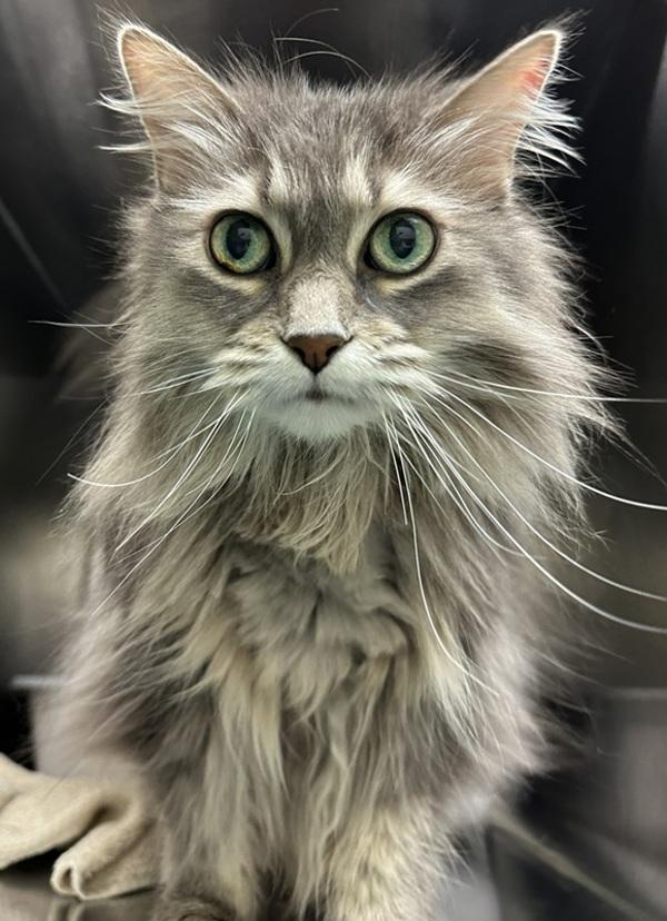 Allorah, Adoptable, Adult Female Domestic Long Hair.