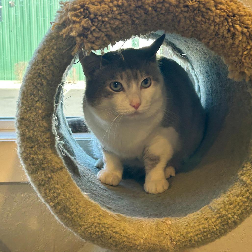 Titan, Adoptable, Young Male Domestic Short Hair.