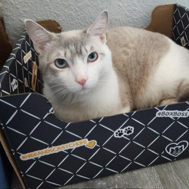 Titan, Adoptable, Young Male Domestic Short Hair.
