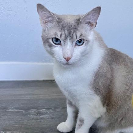 Enlarge Titan, a Adoptable Domestic Short Hair in Talent, OR image 2/5