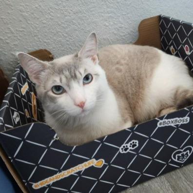 Titan, a Adoptable Domestic Short Hair in Talent, OR image 2/4