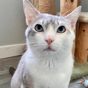 Enlarge Titan, a Adoptable Domestic Short Hair in Talent, OR image 3/5