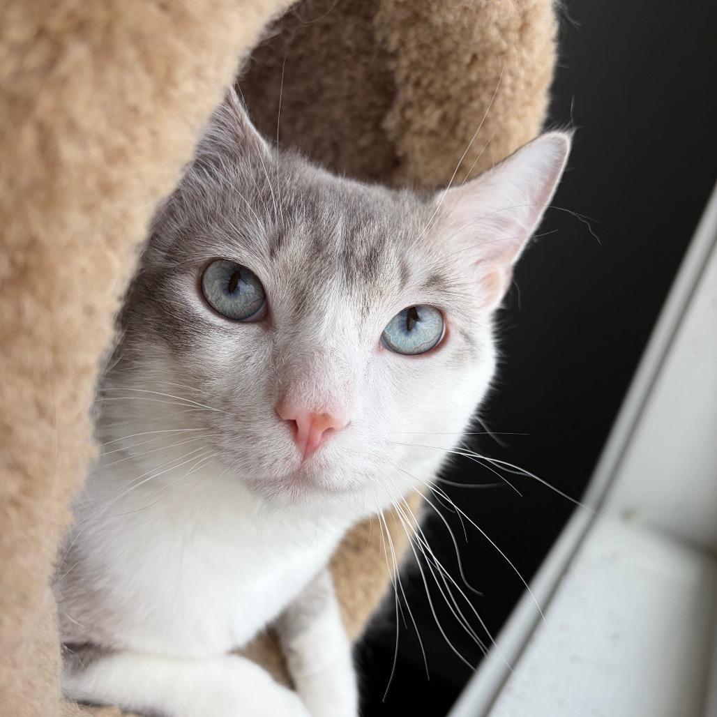 Titan, a Adoptable Domestic Short Hair in Talent, OR image 3/4