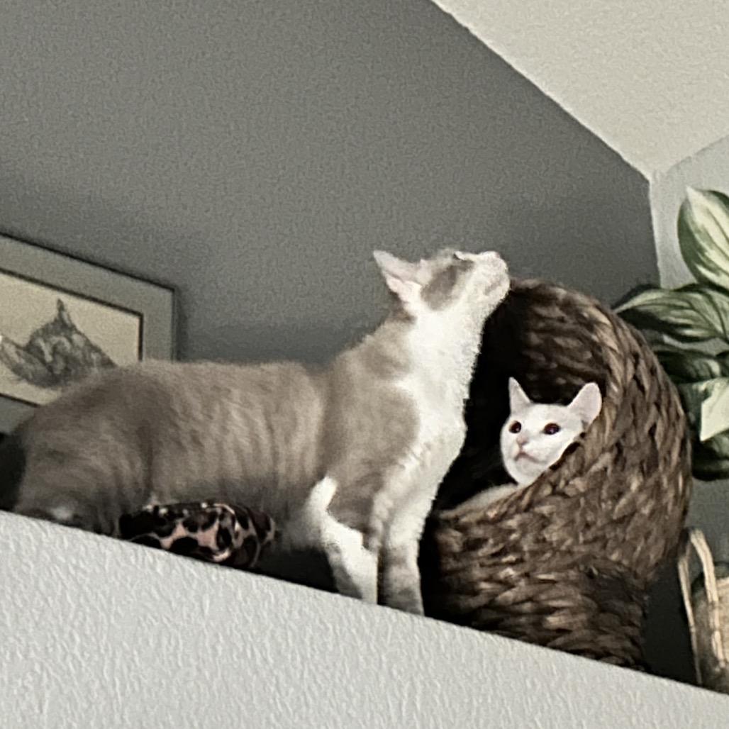 Enlarge Titan, a Adoptable Domestic Short Hair in Talent, OR image 4/6