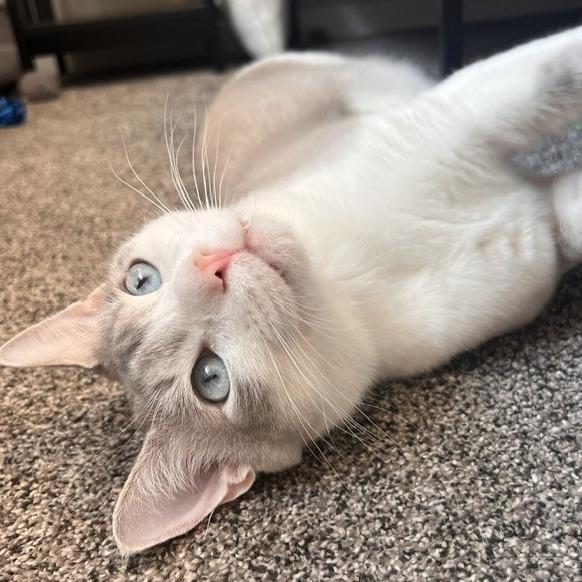 Enlarge Titan, a Adoptable Domestic Short Hair in Talent, OR image 5/6
