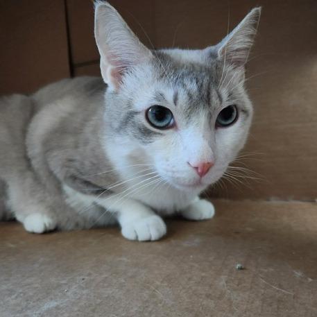 Titan, a Adoptable Domestic Short Hair in Talent, OR image 4/4
