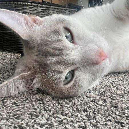 Enlarge Titan, a Adoptable Domestic Short Hair in Talent, OR image 6/6