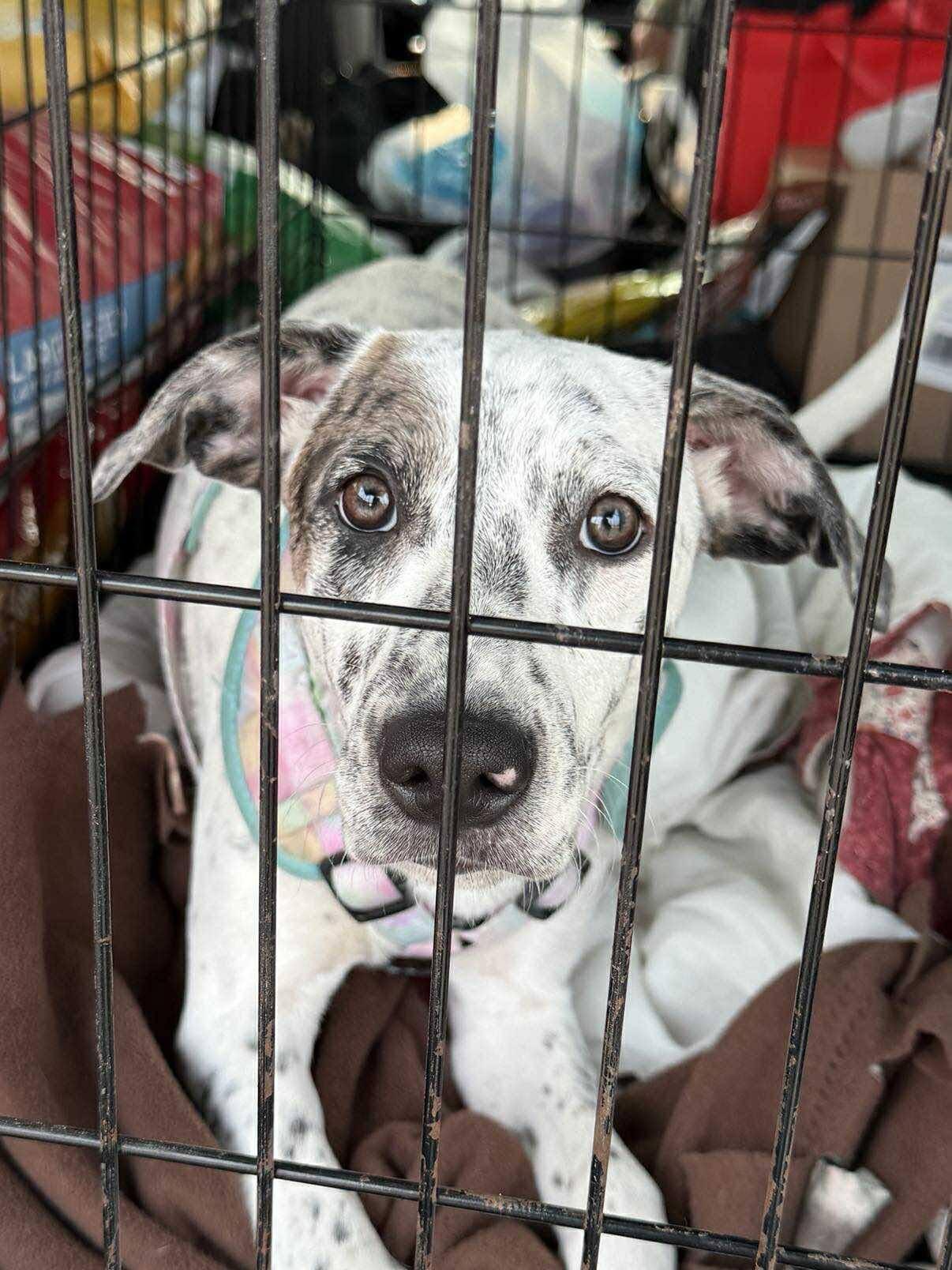 Daisy, a Adoptable Mixed Breed in Grand Island, NE image 3/3