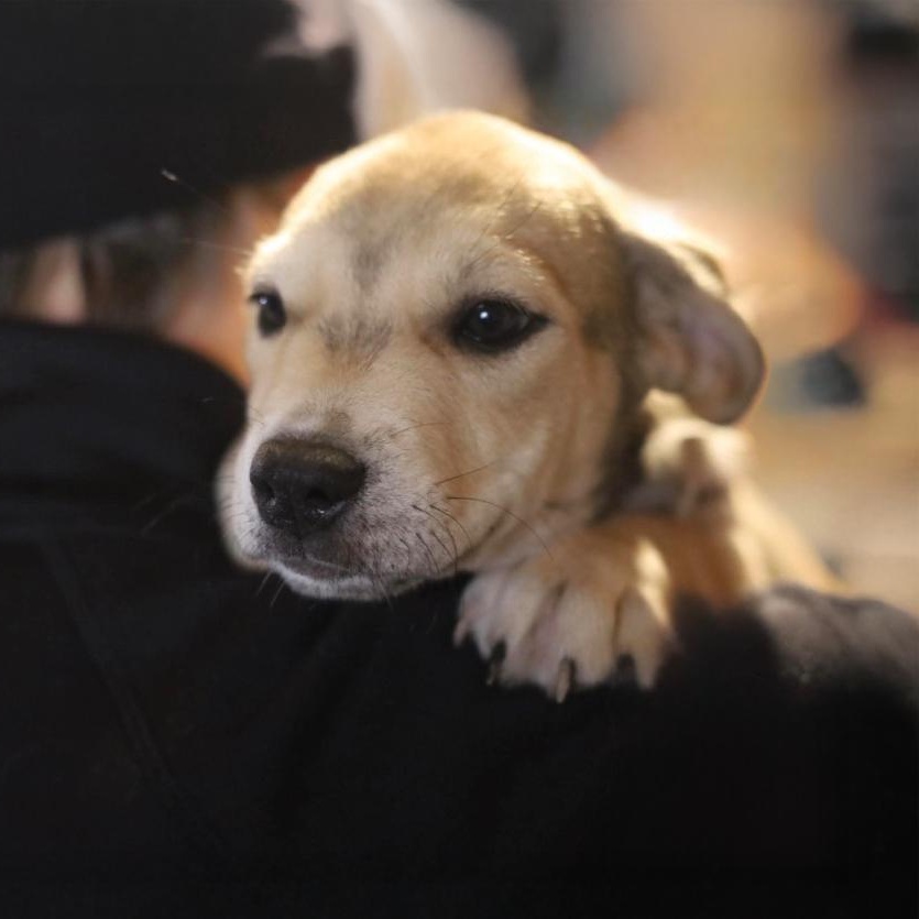 Stella , an adopted Mixed Breed in Argyle, NY image 2/3