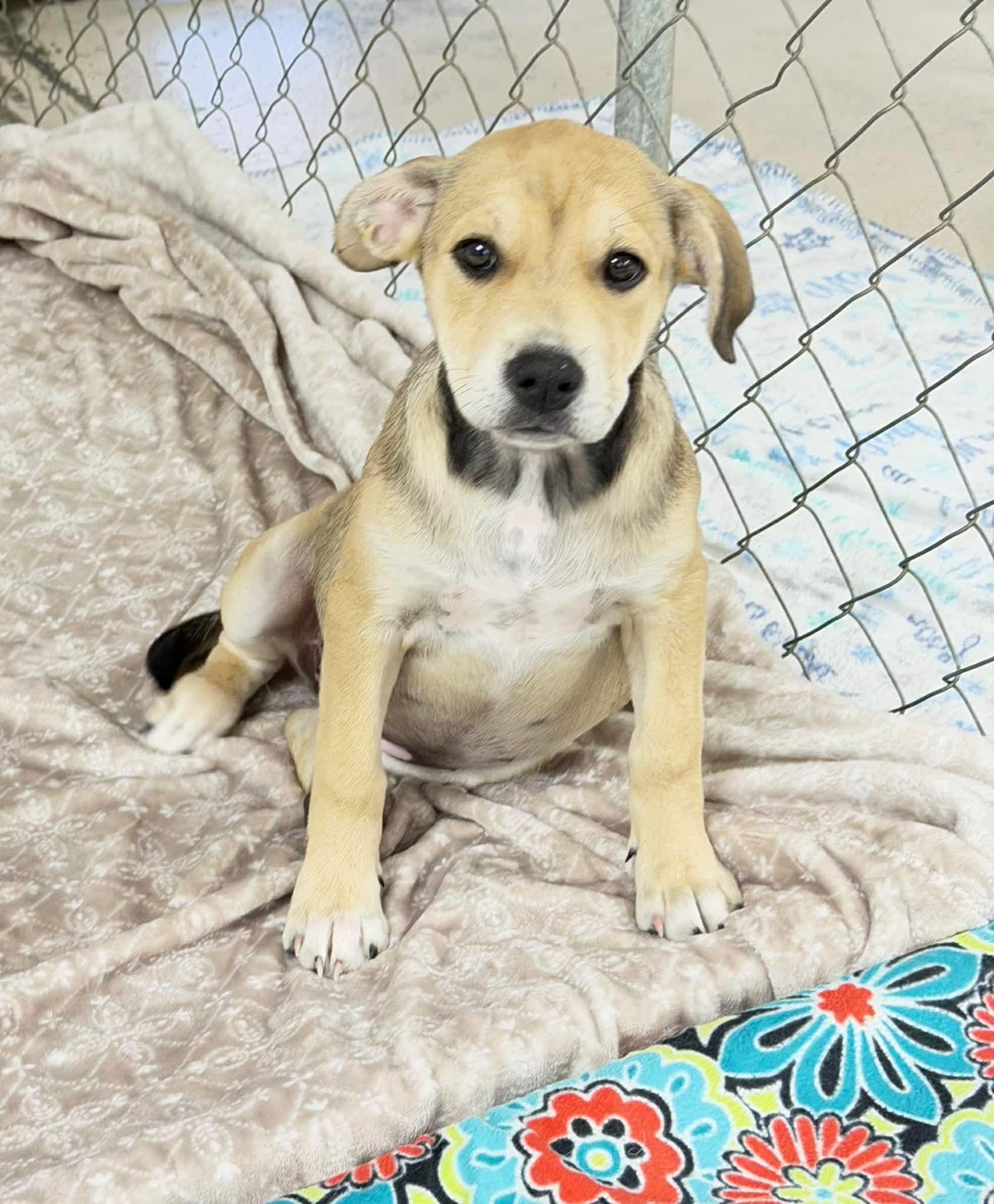 Stella , an adopted Mixed Breed in Argyle, NY image 1/3