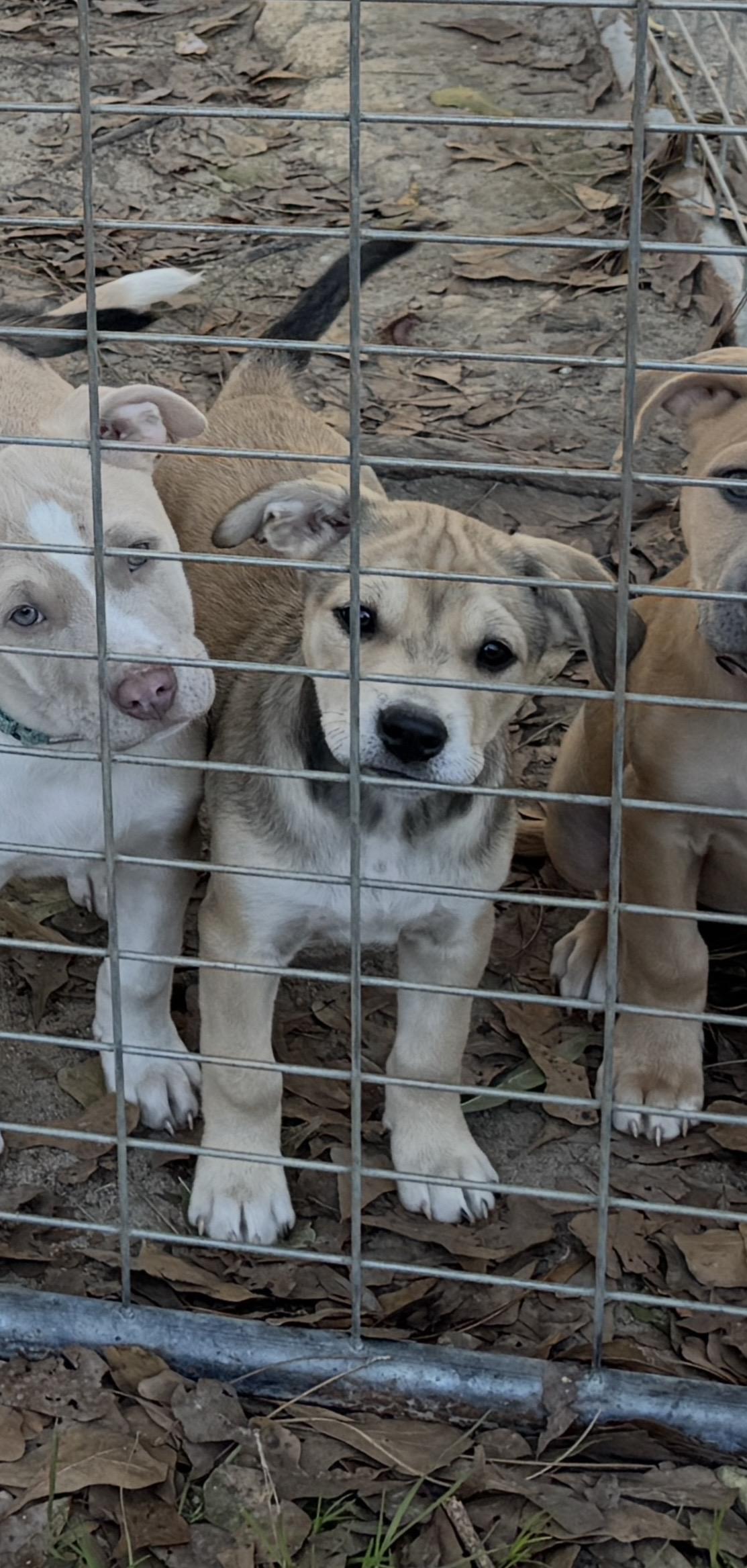 Stella , an adopted Mixed Breed in Argyle, NY image 3/3
