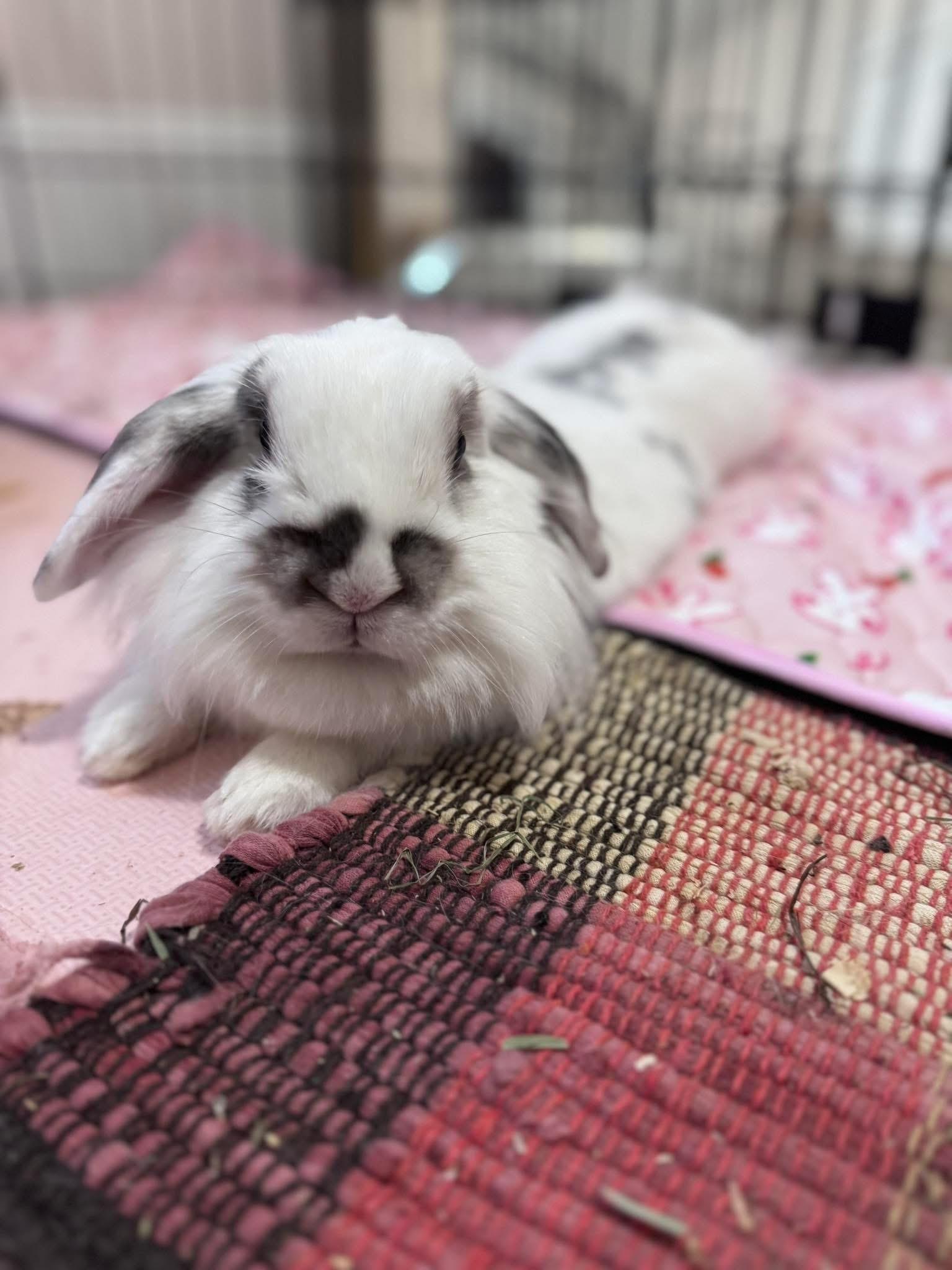 ThumpAlina & Churro (Lexi-fostered in New England), Young Female unknown