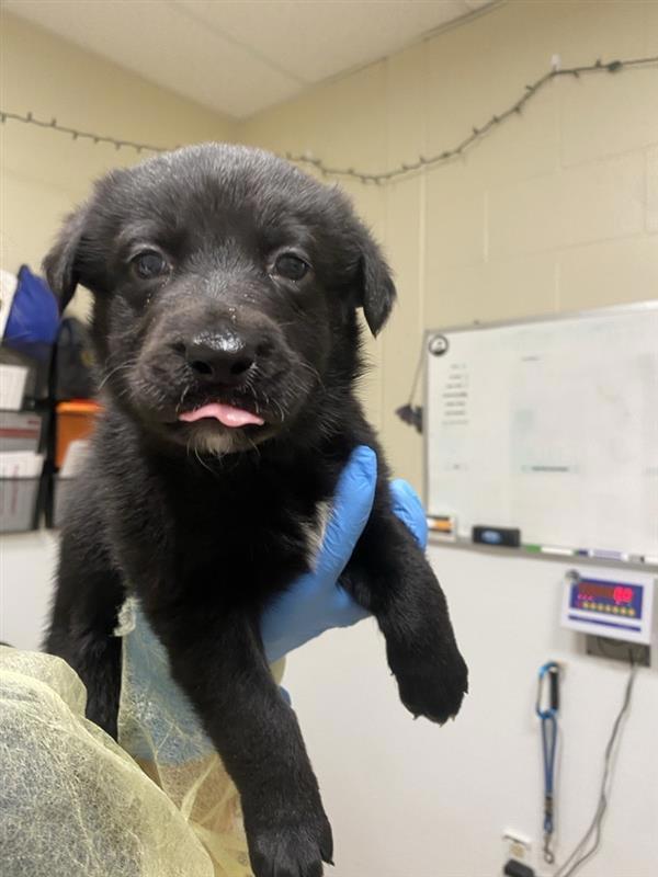 Enlarge Mella, a Adoptable mixed breed in Vancouver, WA image 1/2