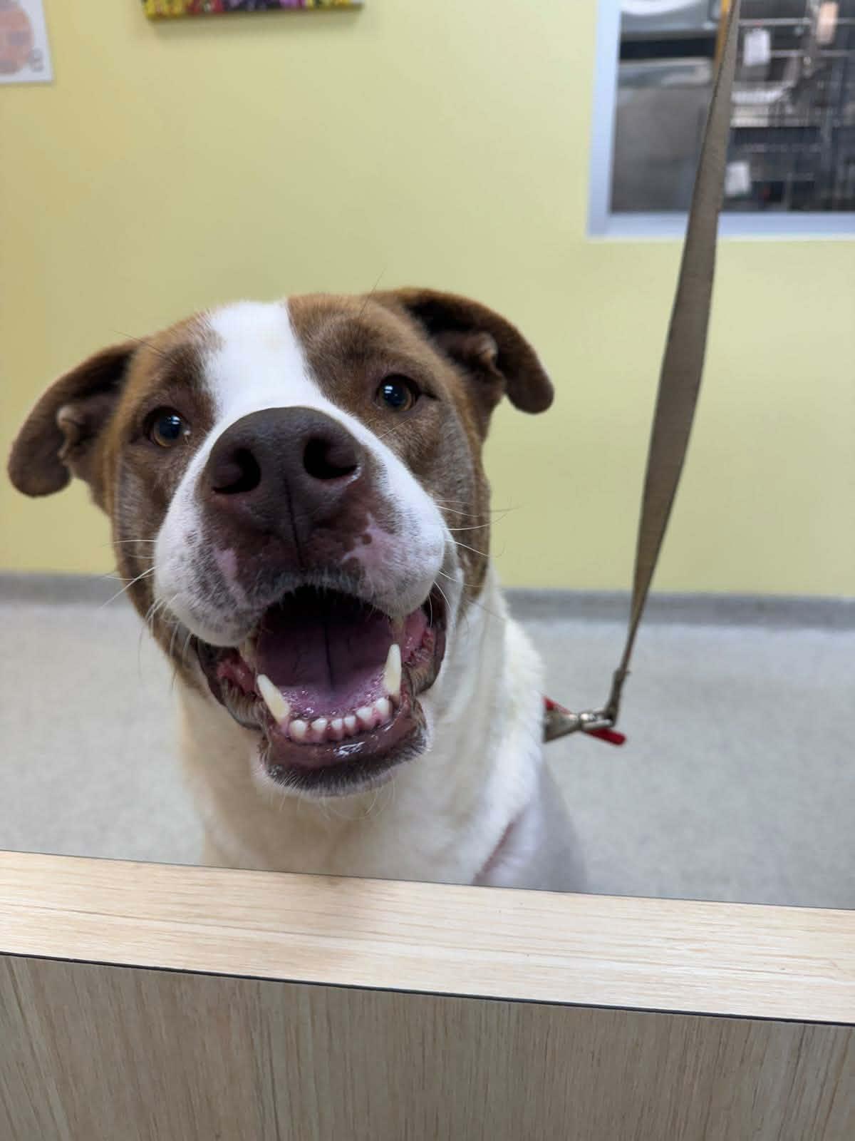 Sir Thumpy, a ADOPTABLE Mixed Breed in Benton Harbor, MI image 5/5