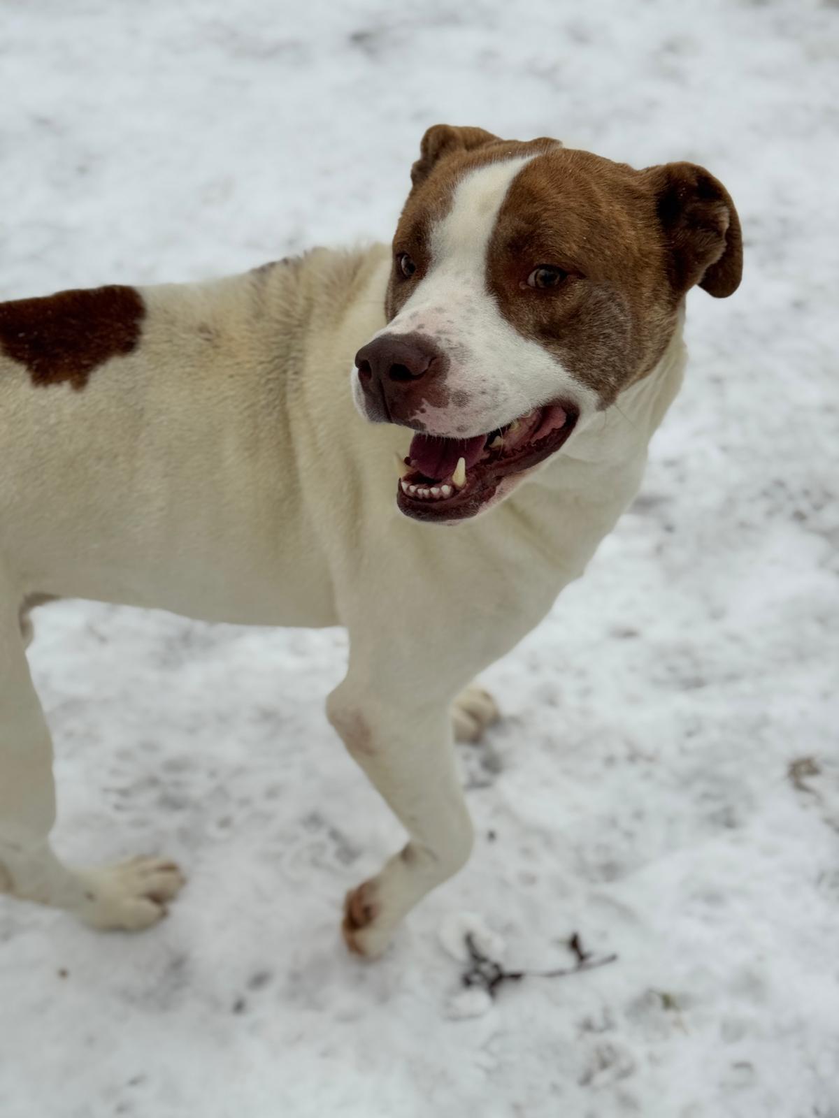 Sir Thumpy, a ADOPTABLE Mixed Breed in Benton Harbor, MI image 3/5