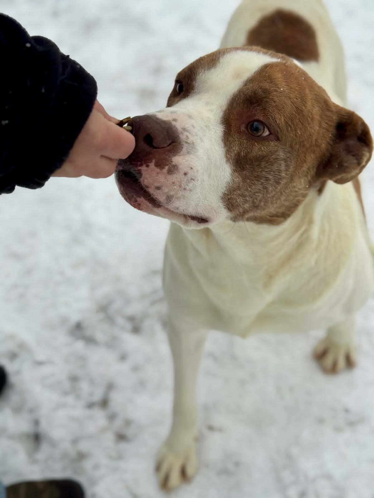 Sir Thumpy, a ADOPTABLE Mixed Breed in Benton Harbor, MI image 4/5