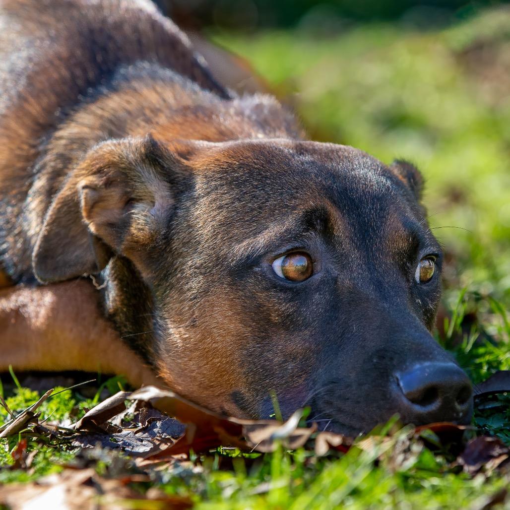 Arf Vader, Adoptable, Adult Male Mountain Cur & Mixed Breed.