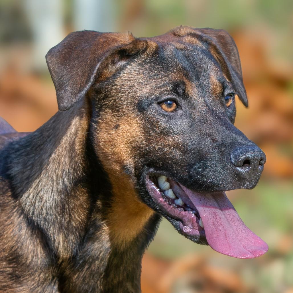 Enlarge Arf Vader, a Adoptable mixed breed in Livingston, TX image 2/6