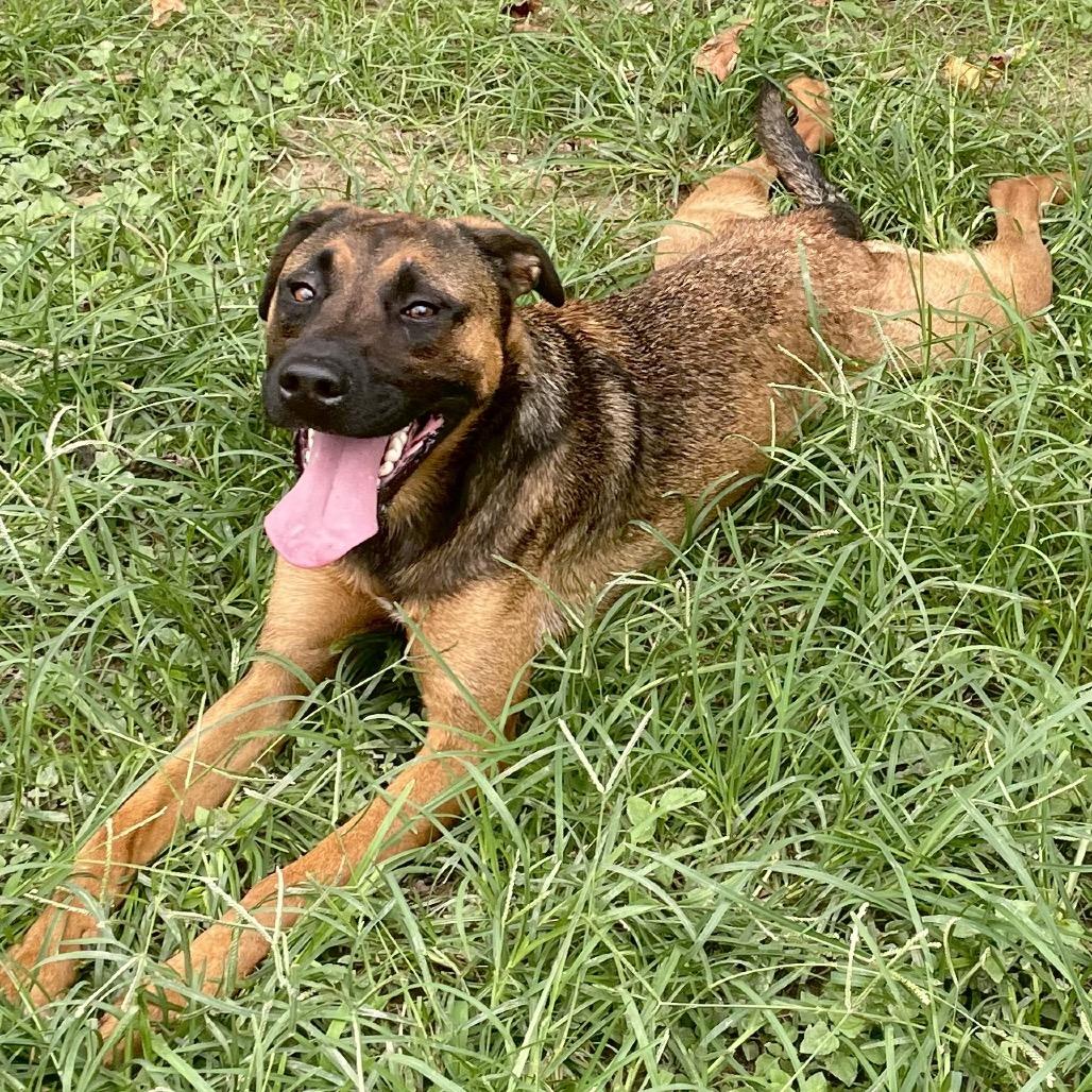 Enlarge Arf Vader, a Adoptable mixed breed in Livingston, TX image 3/6