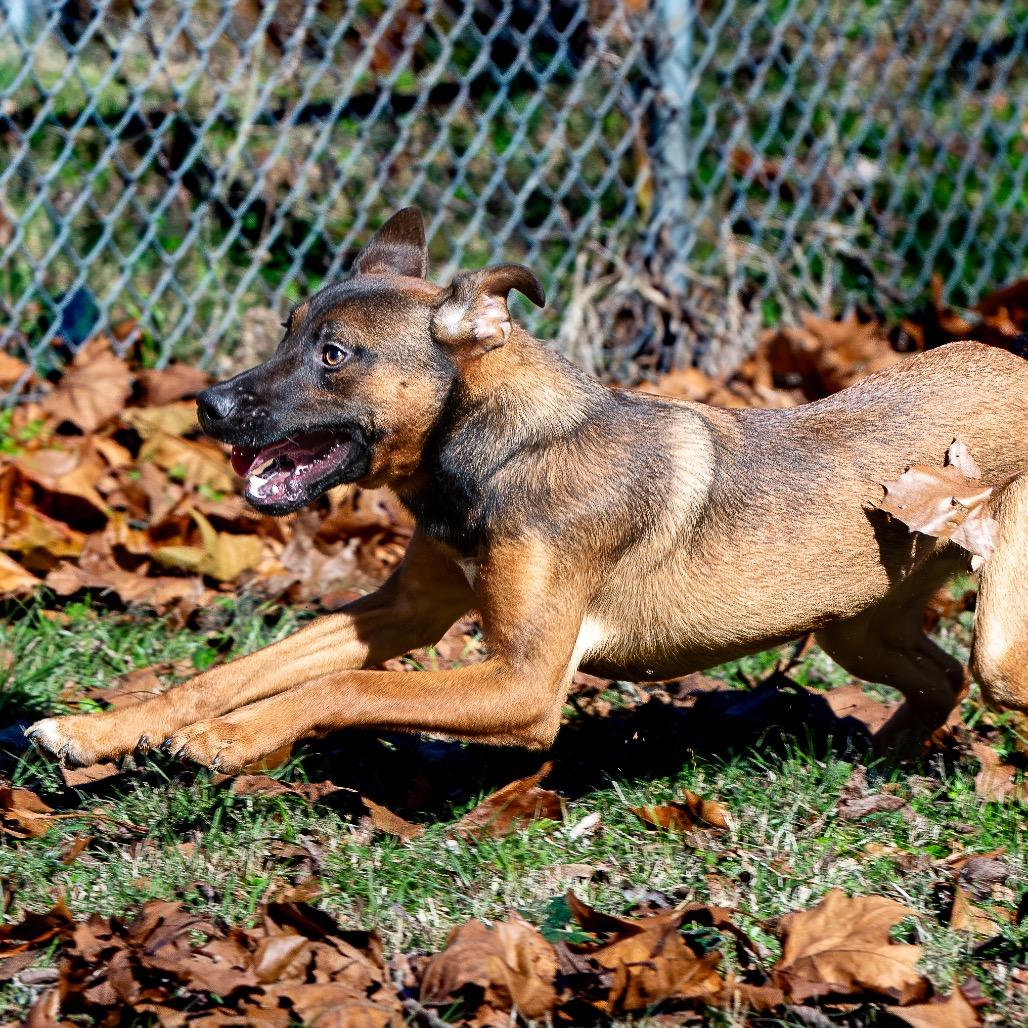 Enlarge Arf Vader, a Adoptable mixed breed in Livingston, TX image 4/6