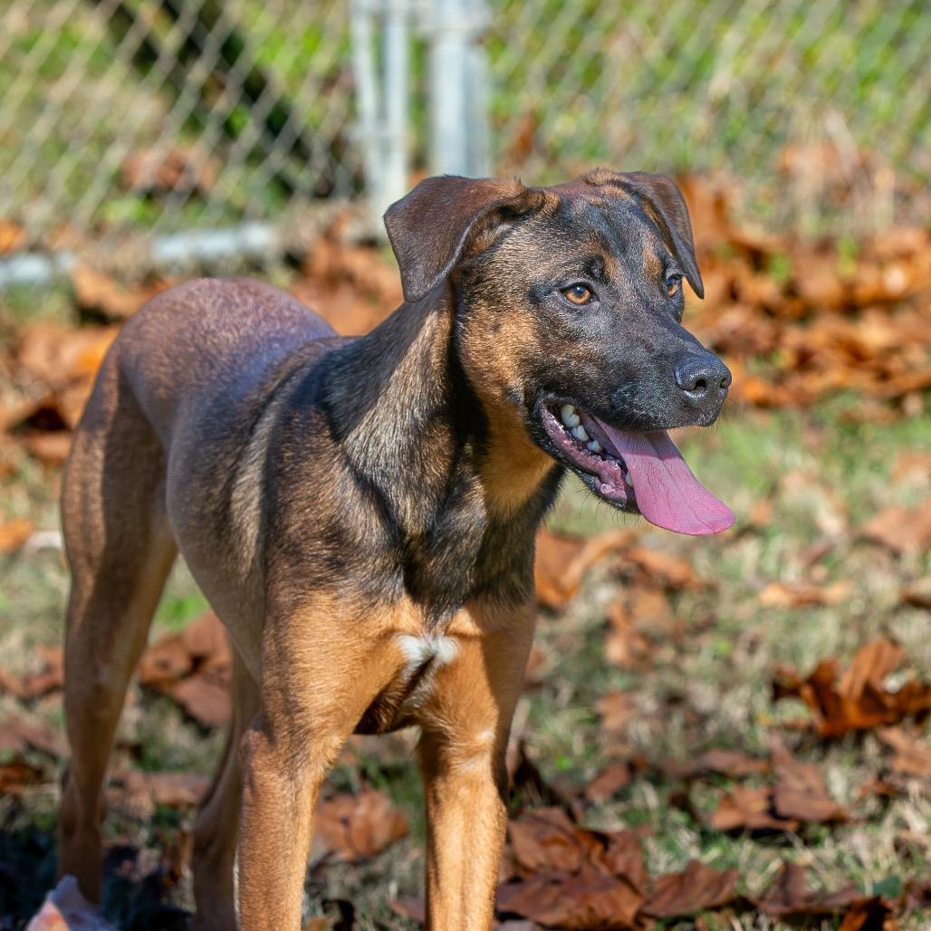 Enlarge Arf Vader, a Adoptable mixed breed in Livingston, TX image 6/6