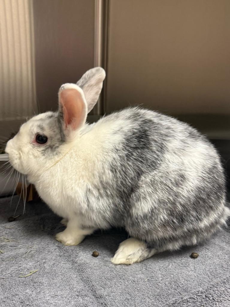 Victoria, Adoptable, Young Female Harlequin.