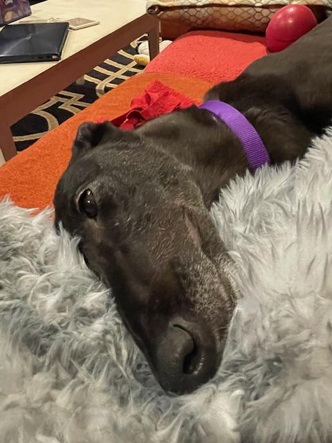 Enlarge Shred, an adopted Greyhound in Bondurant, IA image 4/4